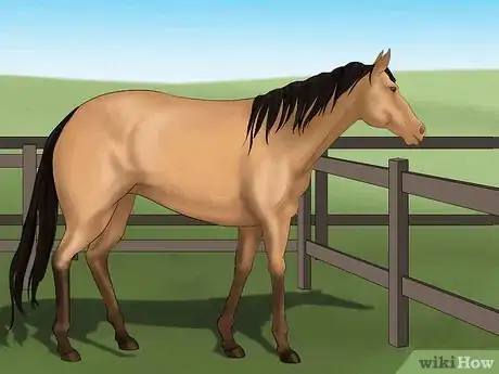 Image titled Distinguish Horse Color by Name Step 4