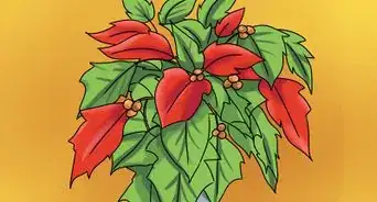 Keep Poinsettias Growing To Next Christmas