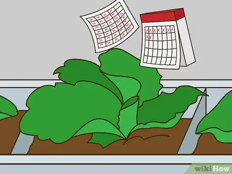 Image titled Grow Iceberg Lettuce Step 6