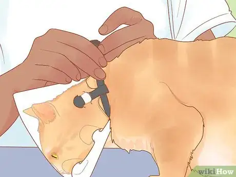 Image titled Protect Your Cat's Eyes Step 14