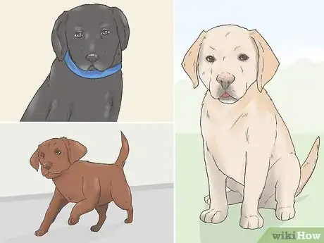 Image titled Identify a Pure Labrador Puppy Step 4