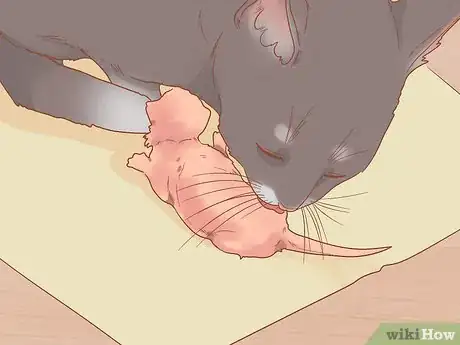 Image titled Take Care of a Mother Cat Before and After Having Kittens Step 9