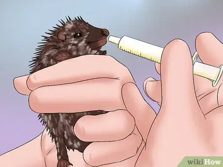 Image titled Care for a Baby Hedgehog Step 16