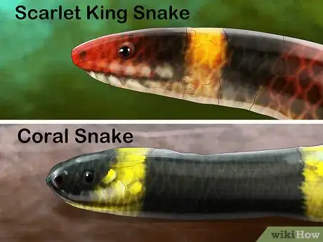 Image titled Tell the Difference Between a King Snake and a Coral Snake Step 3