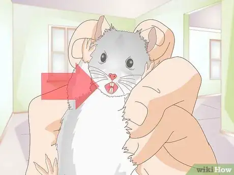 Image titled Diagnose Hamster Dental Problems Step 7