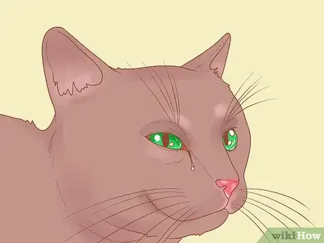 Image titled Protect Your Cat's Eyes Step 10