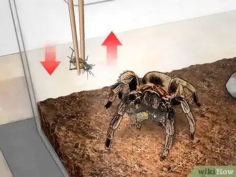 Image titled Feed a Tarantula Step 12