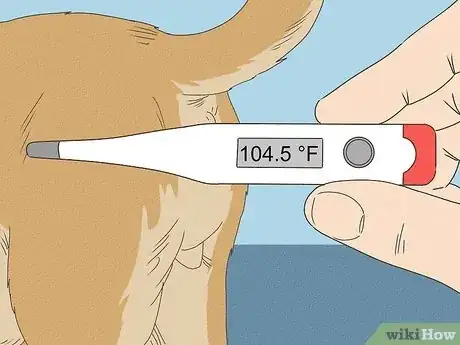 Image titled Know When Your Dog is Sick Step 5