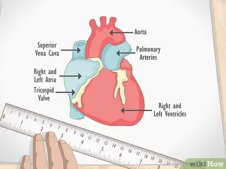 Image titled Draw a Human Heart Step 9