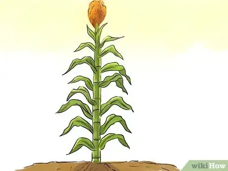 Image titled Identify Farm Crops Step 10