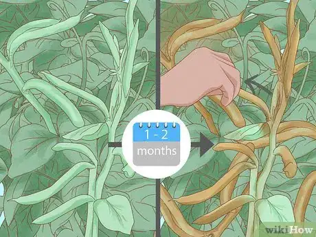 Image titled Grow a Bean Plant Step 15