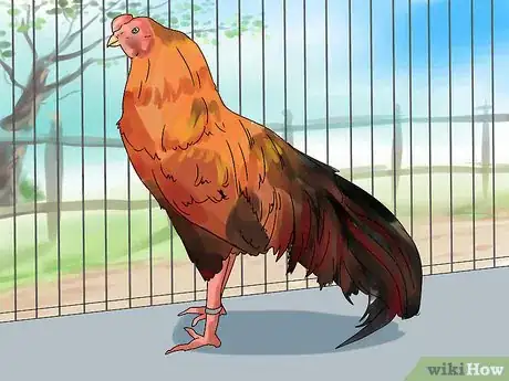 Image titled Show Chickens Step 1