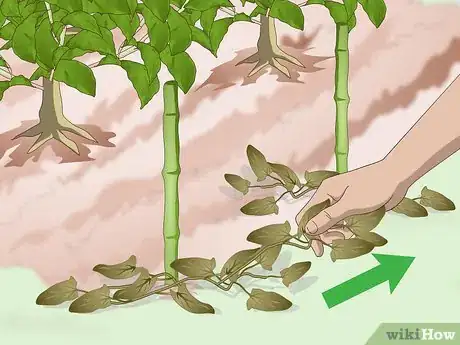 Image titled Get Rid of Bindweed Step 4