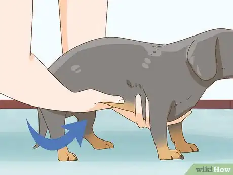 Image titled Hold a Dachshund Properly Step 2