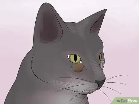 Image titled Know Your Cat's Age Step 6