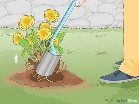 Image titled Get Rid of Dandelions in a Lawn Step 4