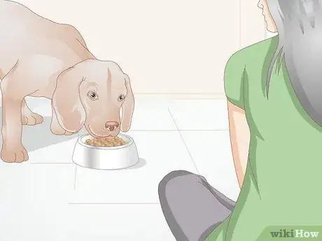 Image titled Get Rid of a Rash on a Dog Step 15