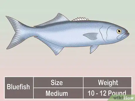 Image titled Create a Setup for Inshore Fishing Step 25