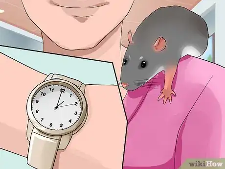 Image titled Shoulder Train a Pet Rat Step 10