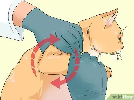 Image titled Treat a Cat with Physical Therapy Step 3