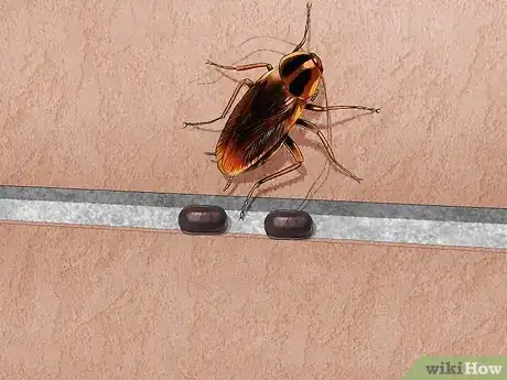 Image titled Identify a Cockroach Step 5