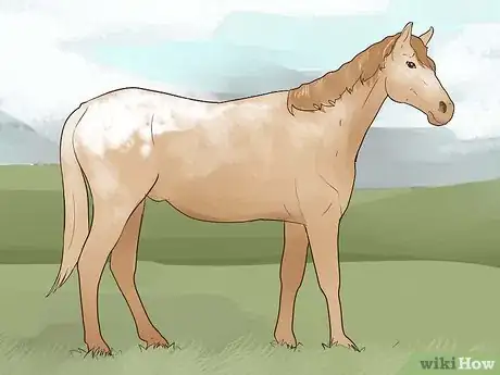 Image titled Identify an Appaloosa Horse Step 8