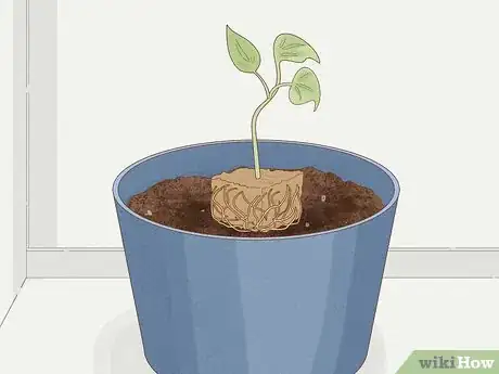 Image titled Grow Philodendron from Cuttings Step 19