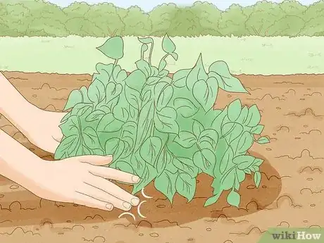 Image titled Grow Lima Beans Step 5