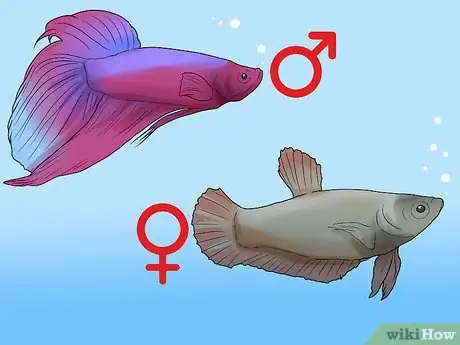 Image titled Determine the Sex of a Betta Fish Step 3