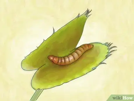 Image titled Choose a Venus Flytrap Step 11