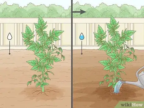 Image titled Grow Big Tomatoes Step 15