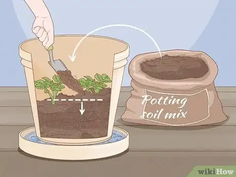 Image titled Plant Potatoes in Pots Step 15