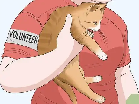 Image titled Convince Your Man to Get a Cat Step 14