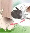 Breed Rabbits