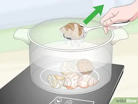 Image titled Clean a Sea Shell (for Hermit Crabs) Step 11