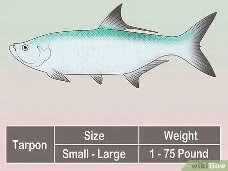 Image titled Create a Setup for Inshore Fishing Step 33