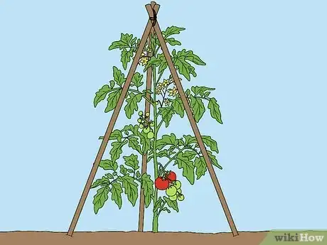 Image titled Support Tomato Plants in Pots Step 14