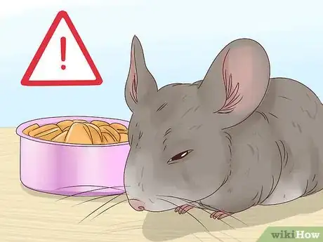 Image titled Help a Choking Chinchilla Step 5