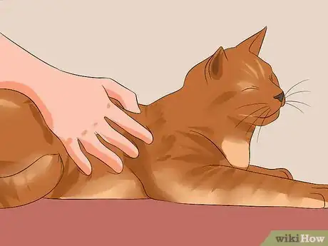 Image titled Know Your Cat's Age Step 8