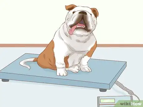 Image titled Determine if Your Dog Is Overweight Step 7