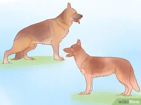 Image titled Choose a German Shepherd Puppy Step 4