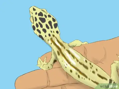 Image titled Care for a Wounded Leopard Gecko Step 10