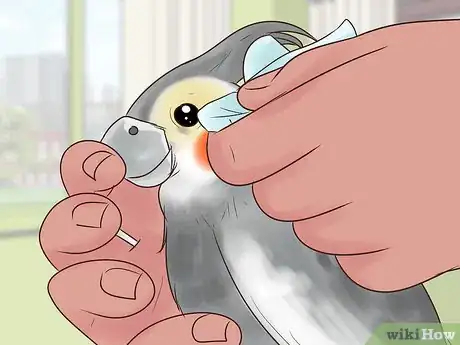 Image titled Treat Conjunctivitis in Cockatiels Step 5