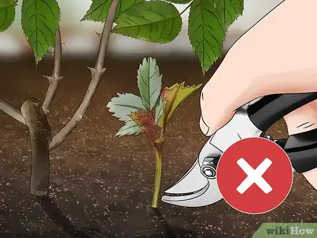 Image titled Get Rid of Suckers from Your Rose Bush Step 2