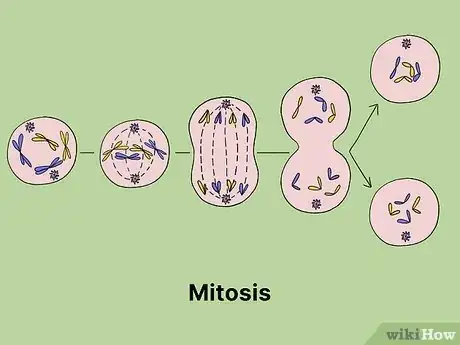 Image titled What Is the Longest Phase of the Cell Cycle Step 5