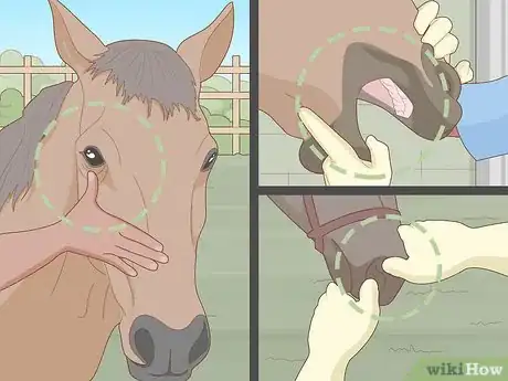 Image titled Know if Your Horse Is Sick Step 2