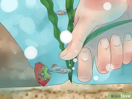 Image titled Look After Tropical Fish Step 18