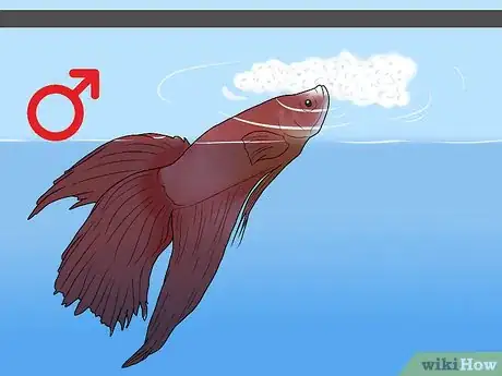 Image titled Determine the Sex of a Betta Fish Step 8