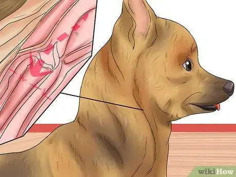 Image titled Diagnose a Collapsing Trachea in Chihuahuas Step 10