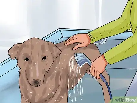 Image titled Give a Stubborn Dog a Bath Step 7